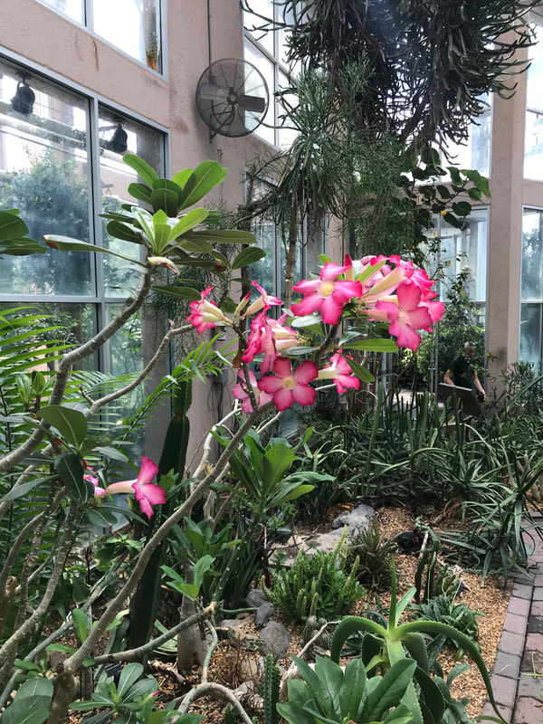 A succulent holds out a branch of pink flowers in a hot hose with glass walls.