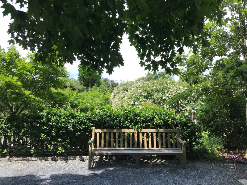 A bench sits amid greenery. A pale sky is visible through a tree canopy.