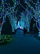 Atlanta Botanical Gardens Winter Light Show