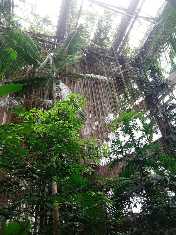 A room full of tropical plants. There's light at the top and a tall palm stretches toward the ceiling. A canopy of vines hangs from the top.
