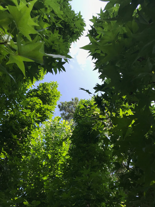 A view of a blue sky through a circle of dark, green foliage.
