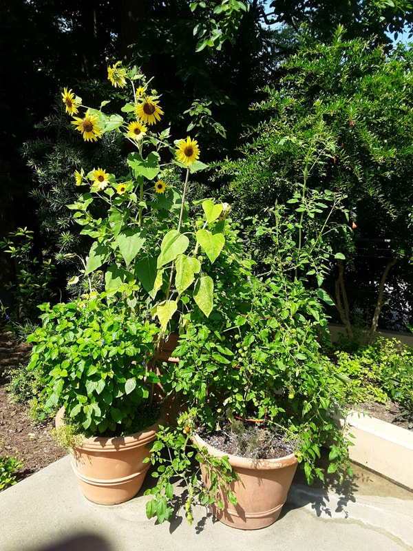 A pot full of sunflowers and vines
