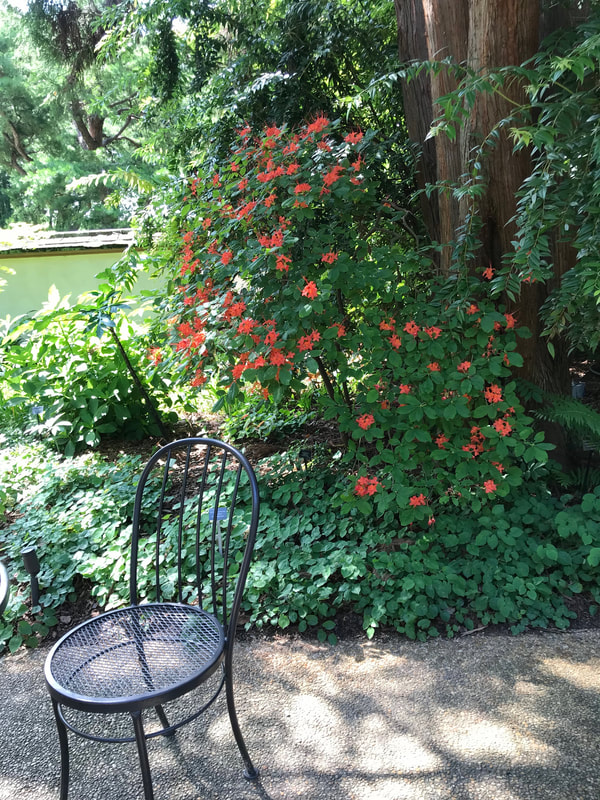 A black metal chair sits in front of a large shrub with dark green foliage and bright orange flowers.
